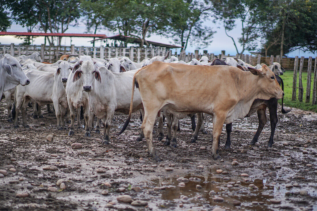 Group of steers on a farm, Colombia