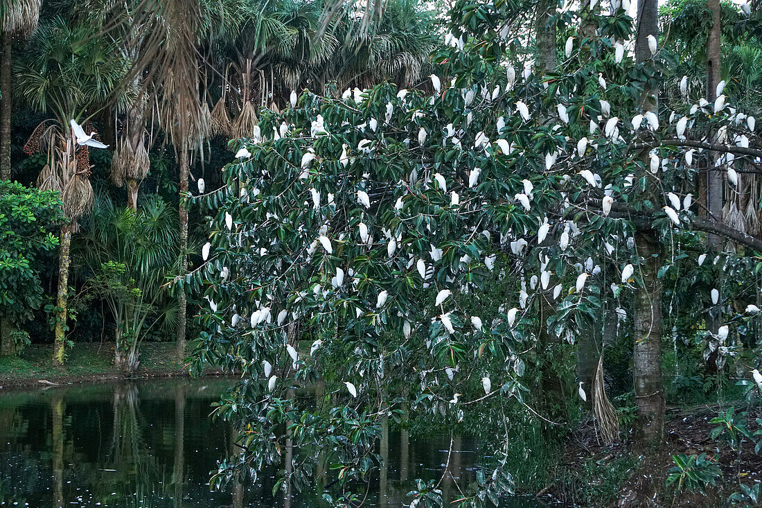 Herons resting in a tree