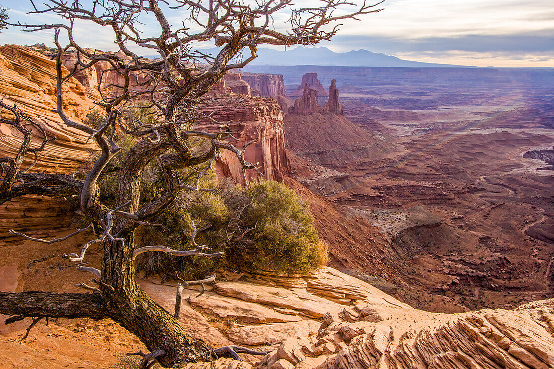 Dead pinyon tree in Canyonlands National Park, Utah, USA