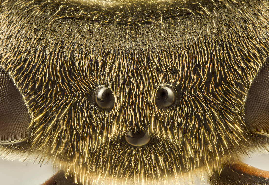 European paper wasp ocelli