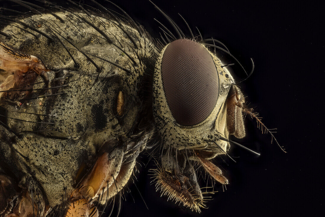 Housefly head