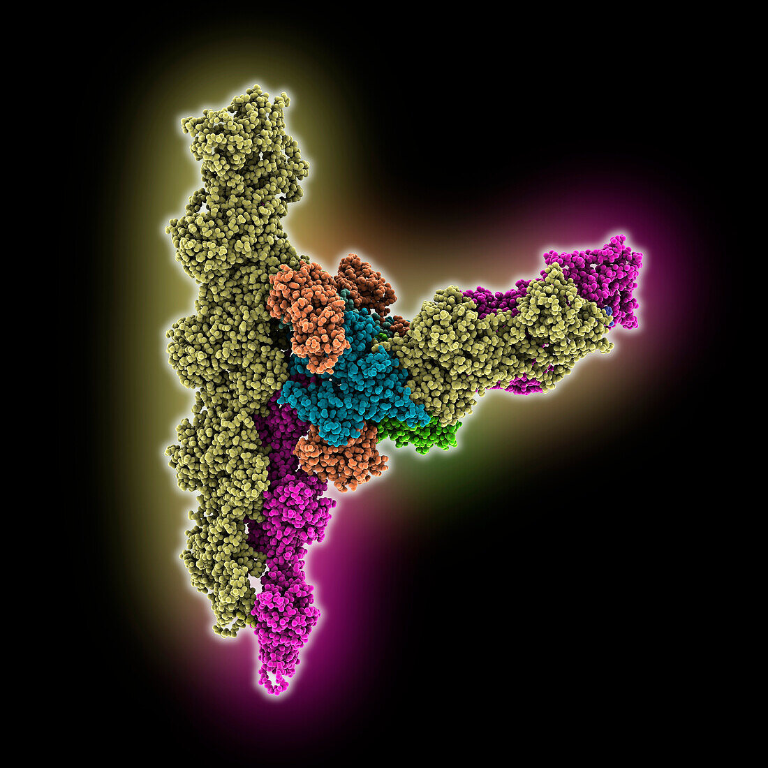 Arp2/3 complex at branched-actin junction, molecular model