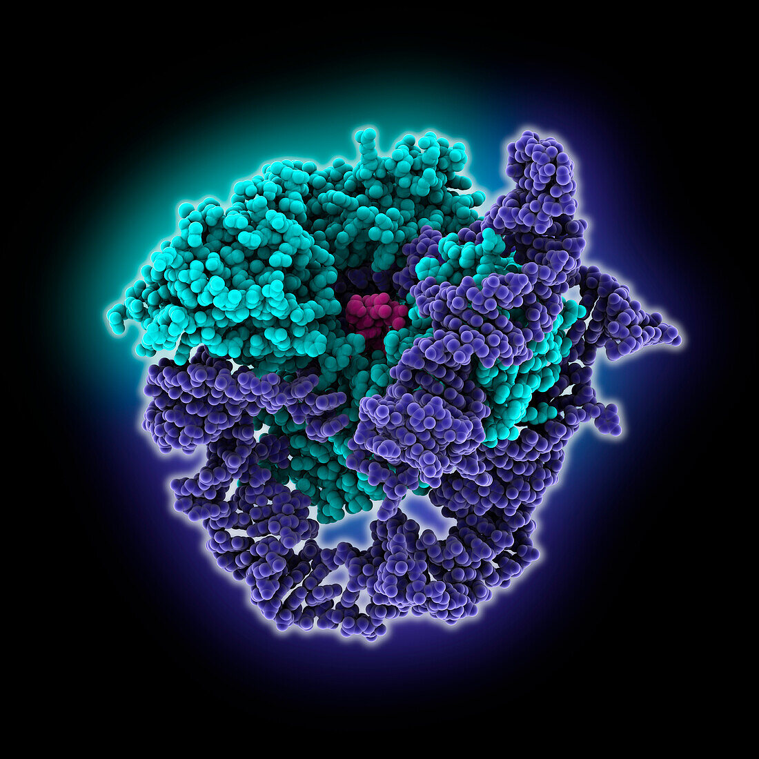 Human telomerase catalytic core, molecular model