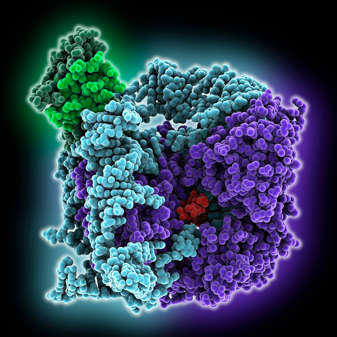 Human telomerase RNP with histones, molecular model