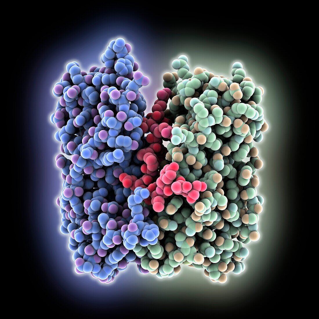 Potato leafroll virus domain, molecular model