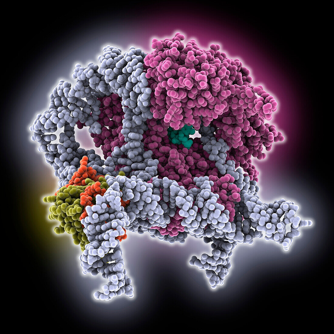 Core of human telomerase holoenzyme, molecular model