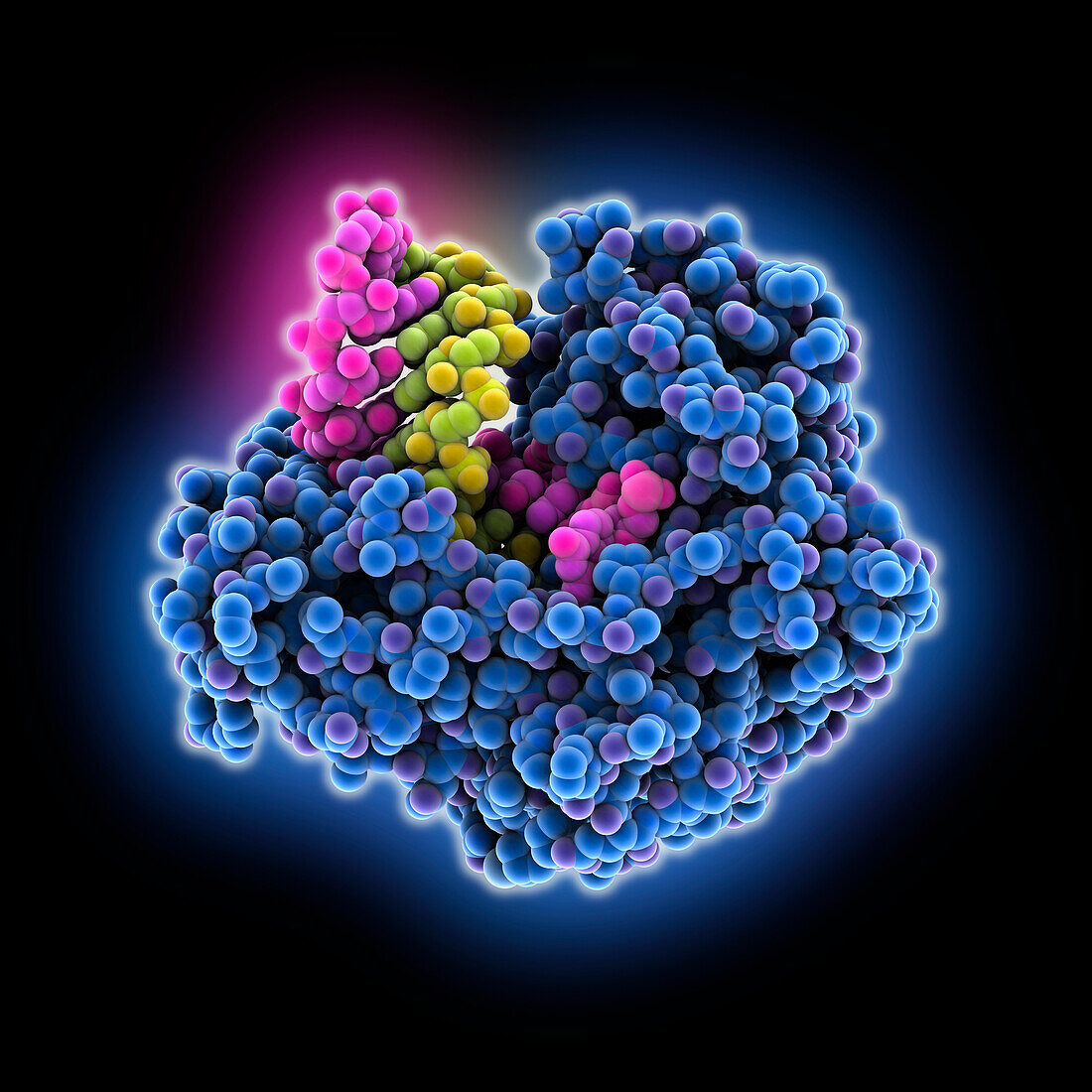 Enterovirus polymerase elongation complex, molecular model