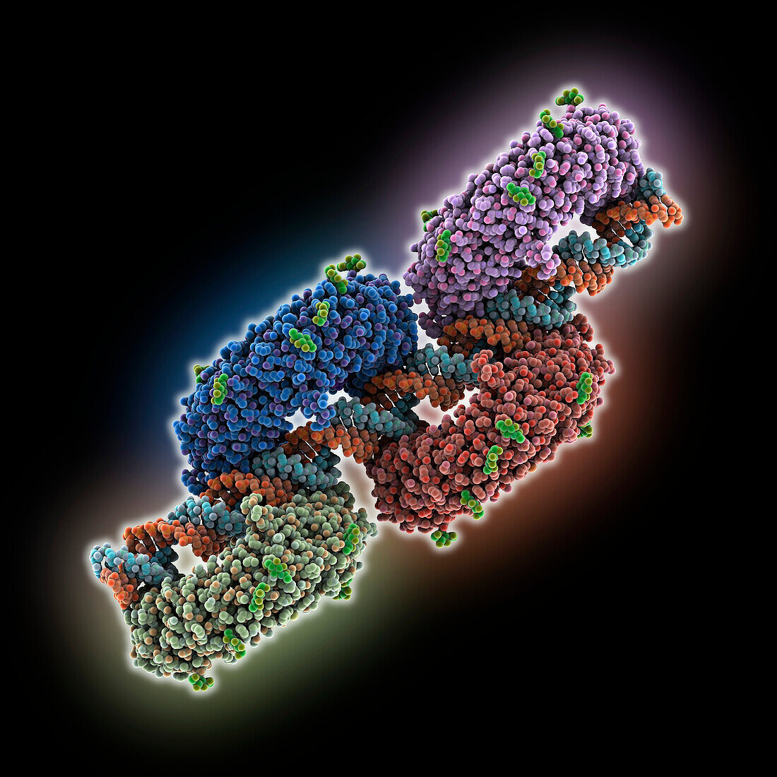 Toll-like receptor3 linear cluster, molecular model