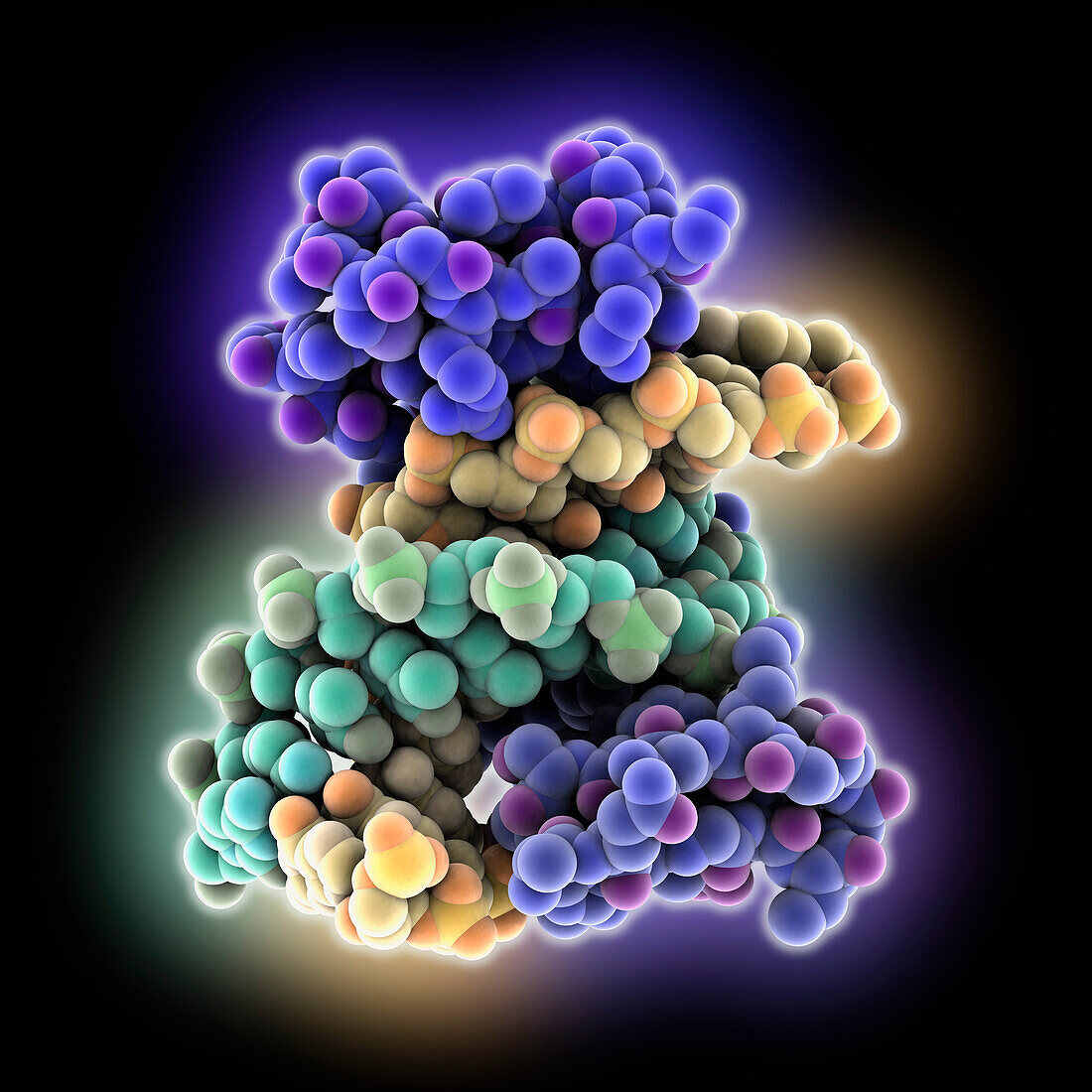 Transcription factor SALL4-DNA complex, molecular model