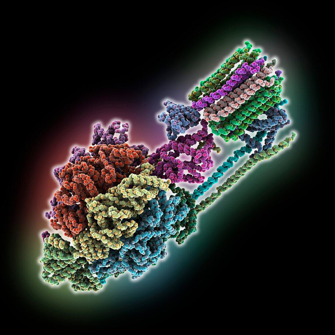 F-ATP synthase from Mycolicibacterium, molecular model