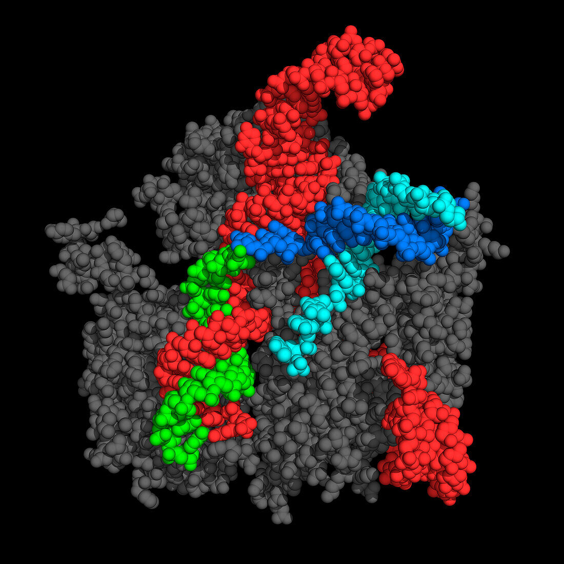 CRISPR-associated endonuclease complex, molecular model