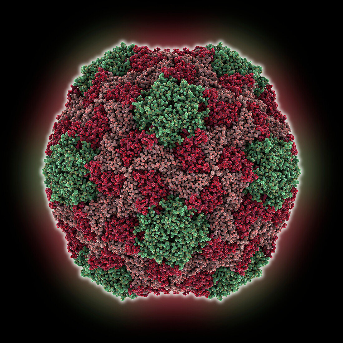 Chaetoceros socialis RNA virus 1 capsid , molecular model