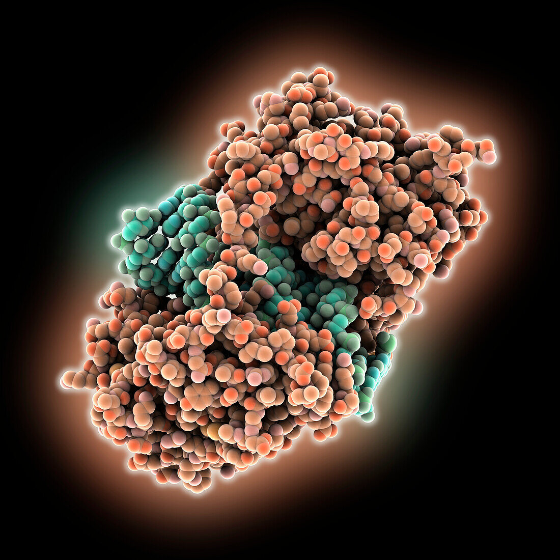 Human receptor complexed with RNA, molecular model
