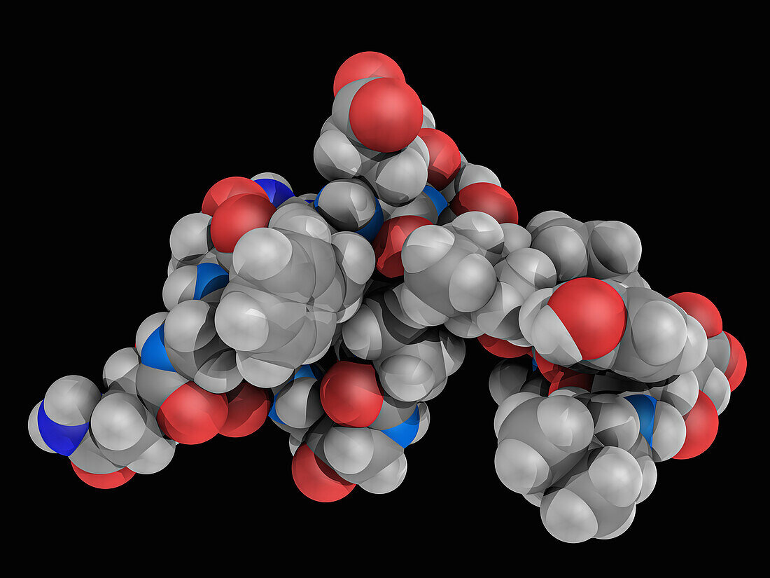 Bivalirudin, molecular model