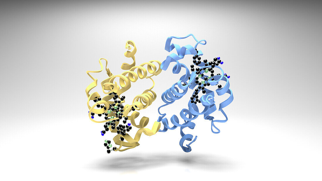 Haemoglobin molecule, illustration