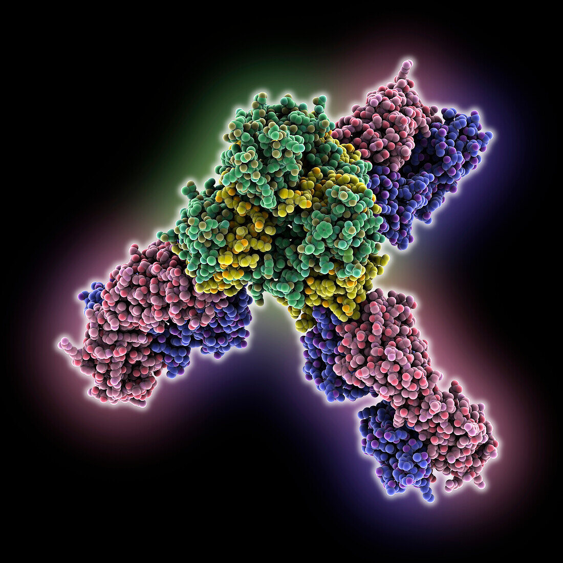 Marburg virus glycoprotein GP complex, molecular model
