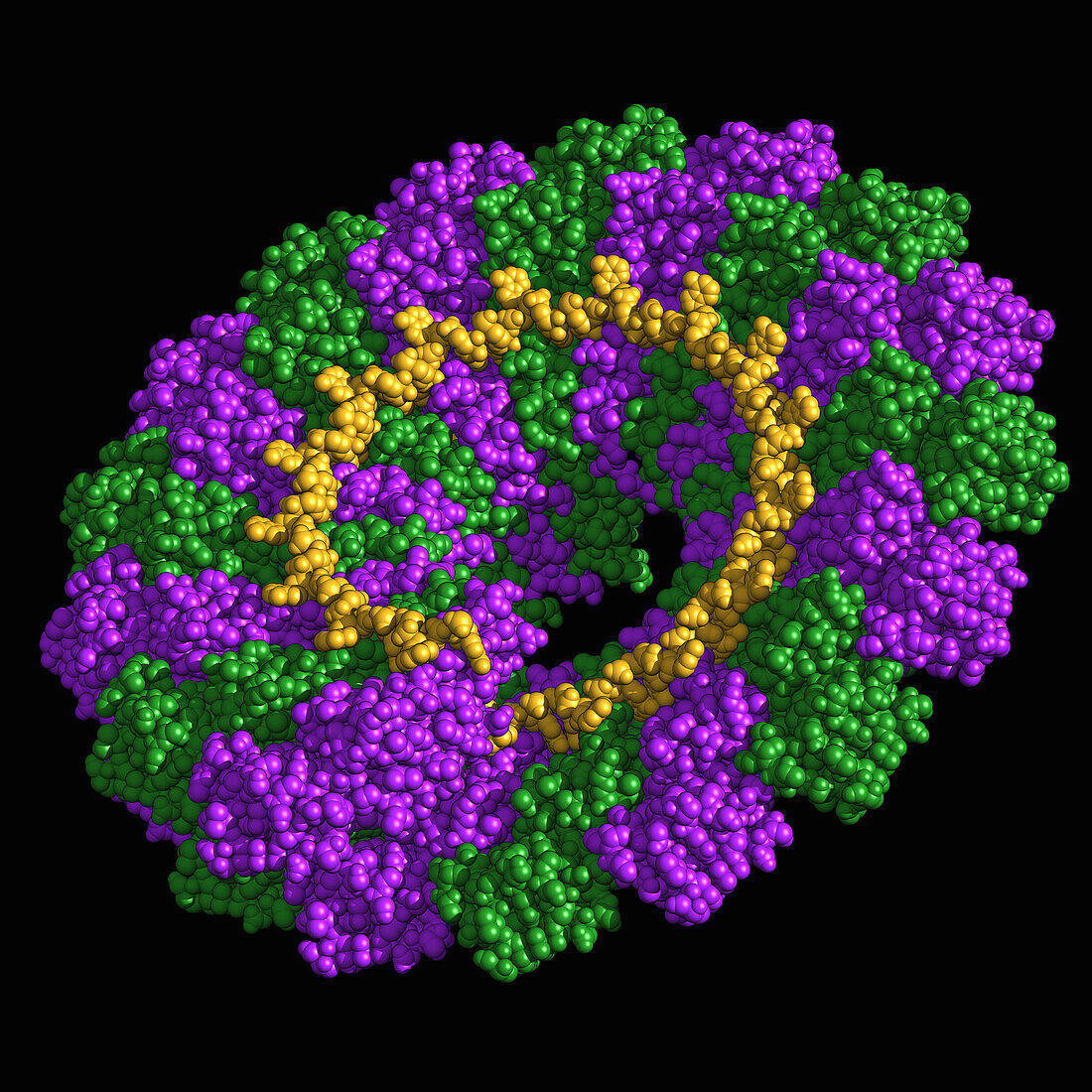 Tobacco mosaic virus capsid, molecular model