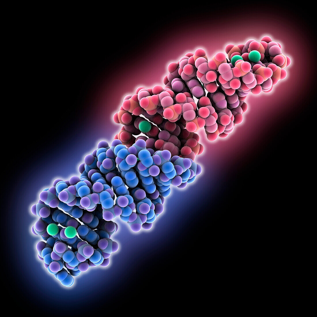 26-mer stem-loop RNA, molecular model