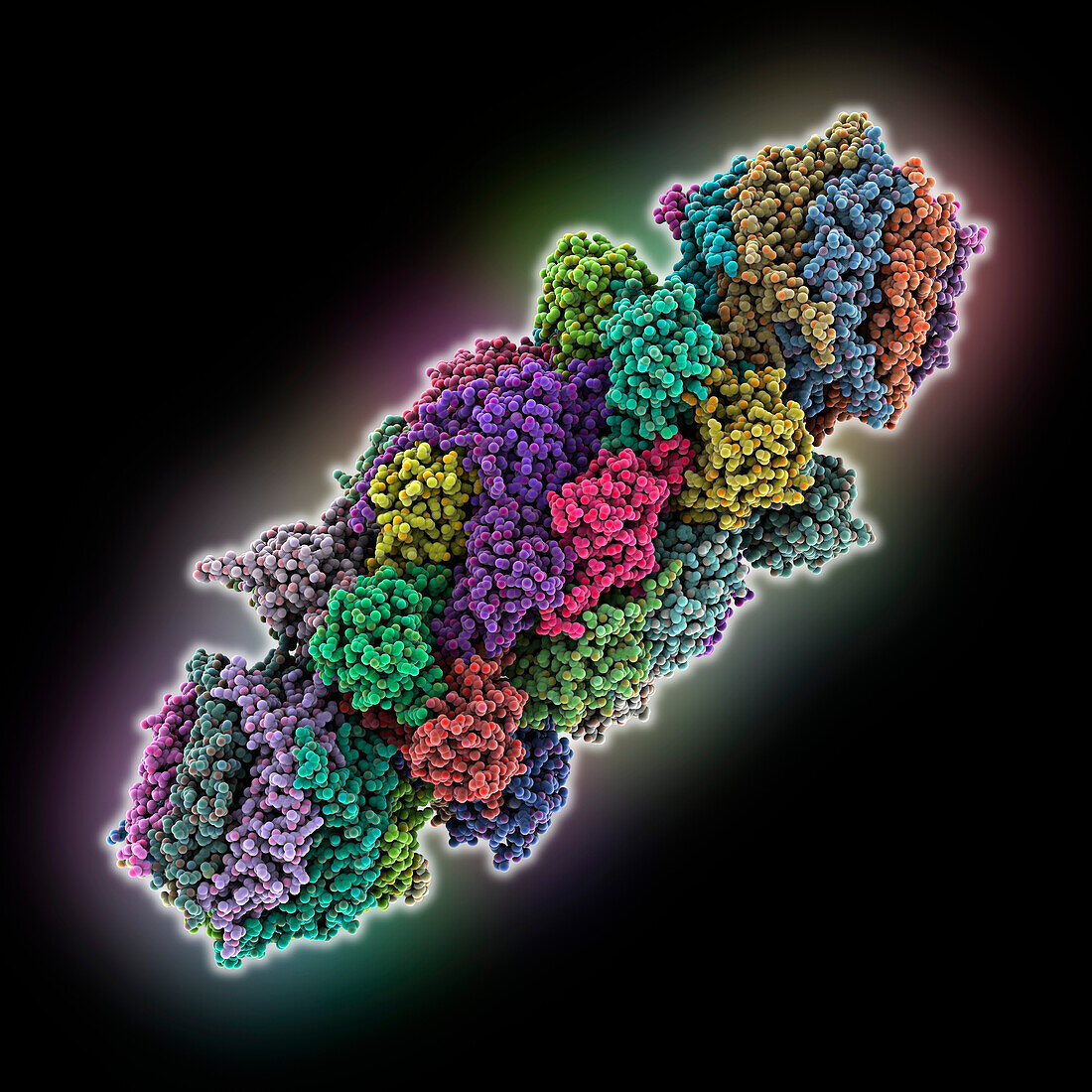 Human PA28-20S-Pa28 proteasome complex, molecular model