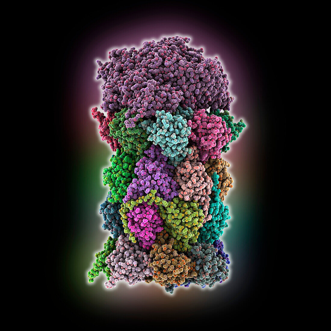 Human PA200-20S proteasome complex, molecular model