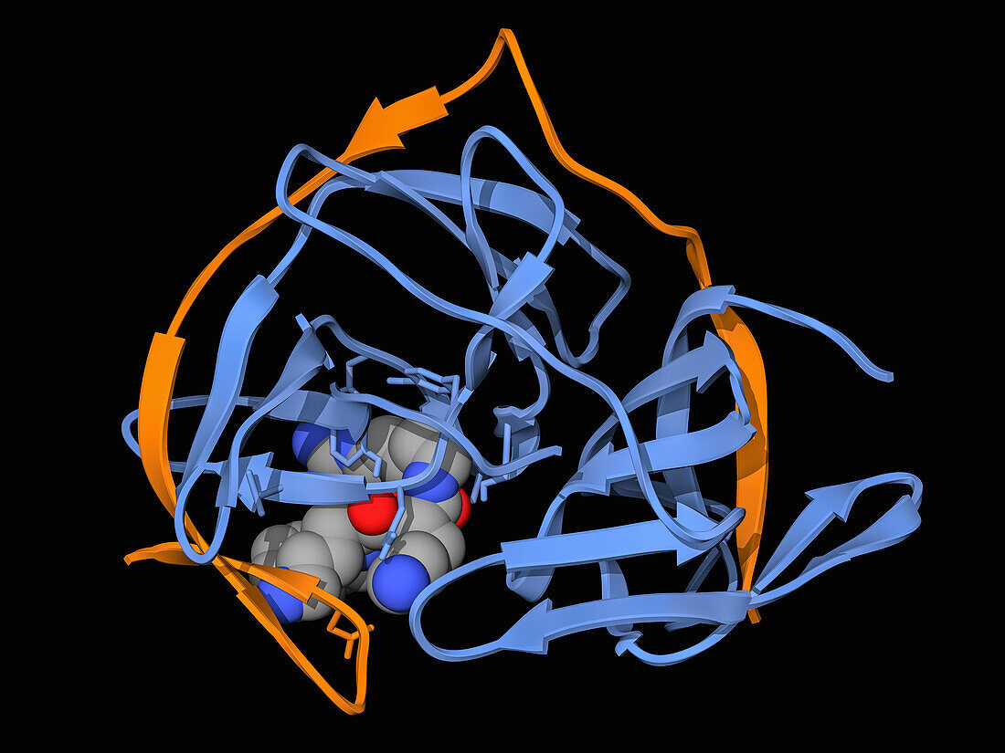 Zika virus protease with inhibitor, molecular model
