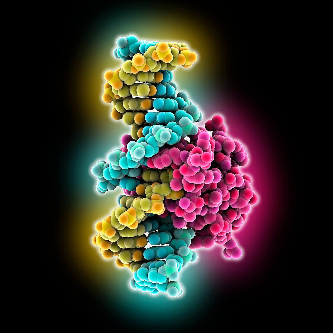 CDX1 complexed with hydroxymethylated DNA, molecular model