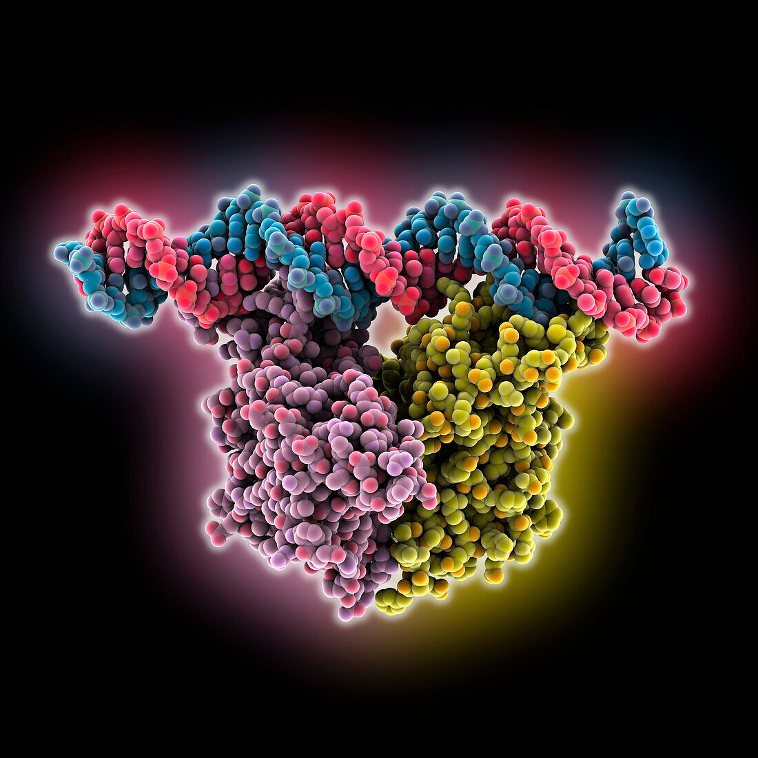 NADQ complexed with DNA, molecular model
