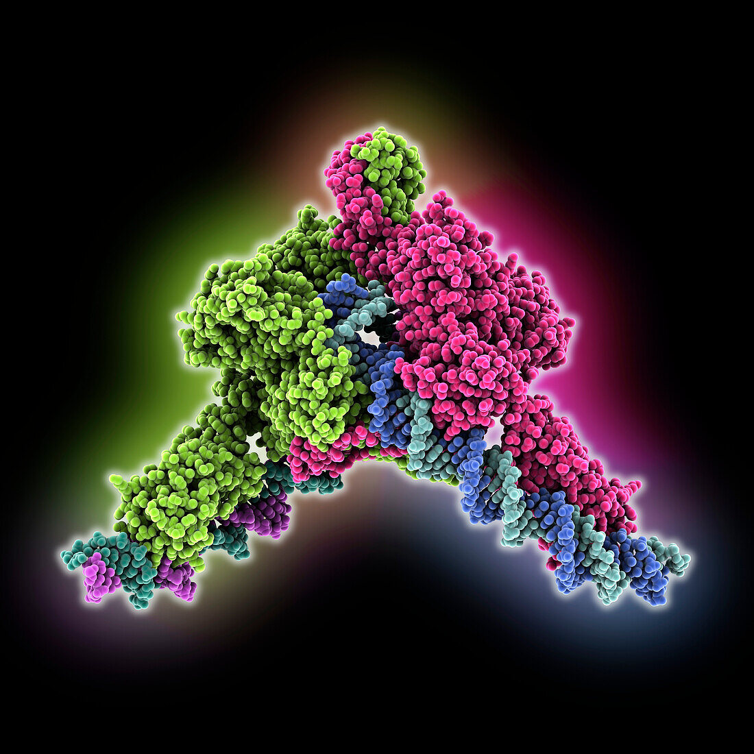 Transposase complexed with DNA, molecular model