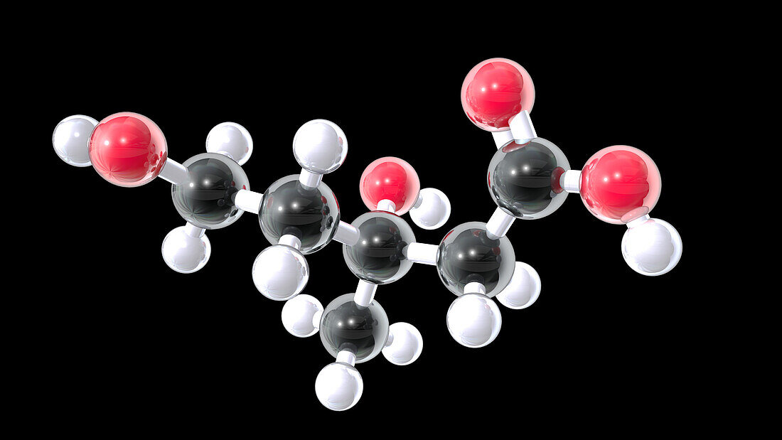 Mevalonic acid, molecular model