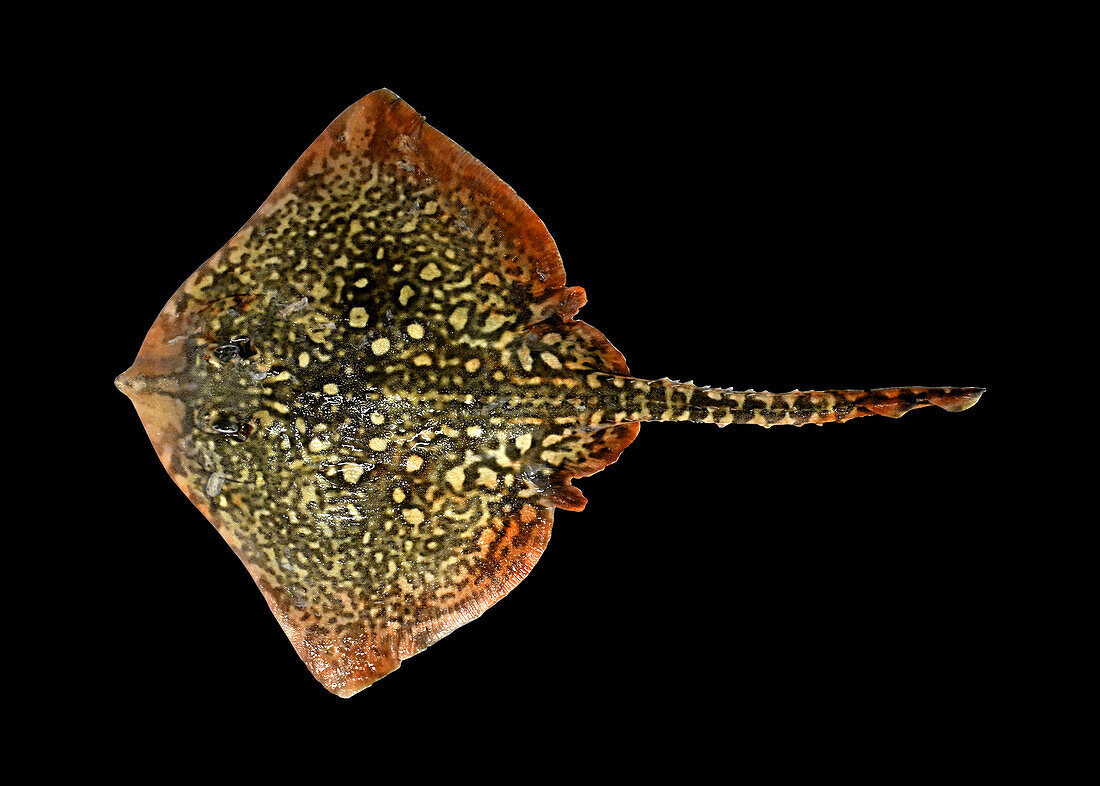 Thornback ray