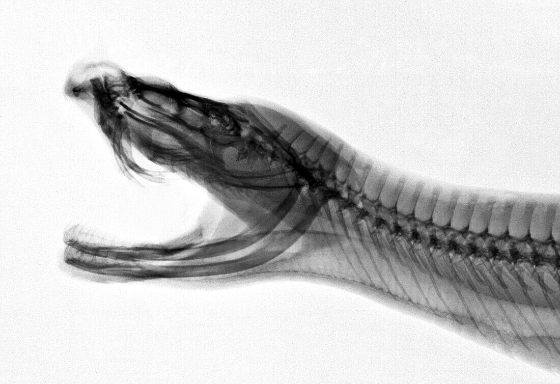 Gaboon viper head, X-ray