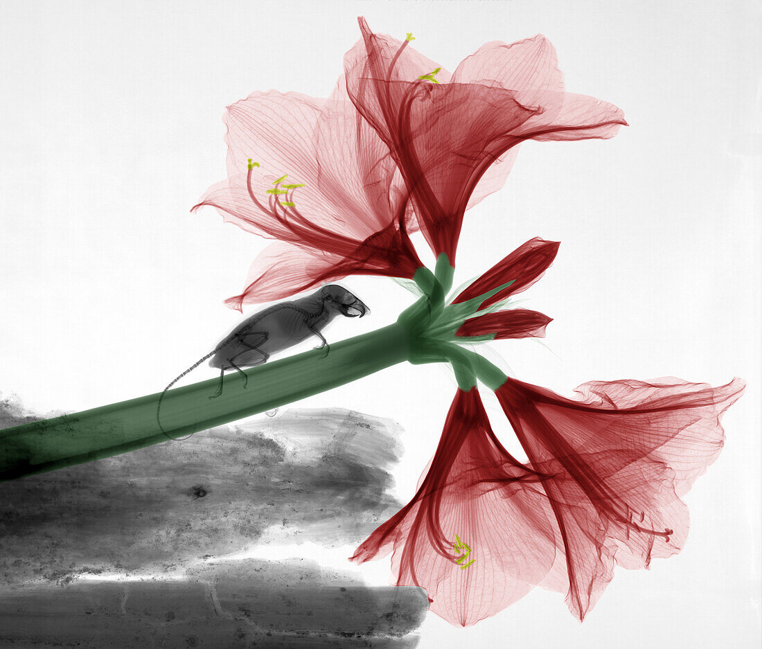 Mouse on amaryllis flower, X-ray