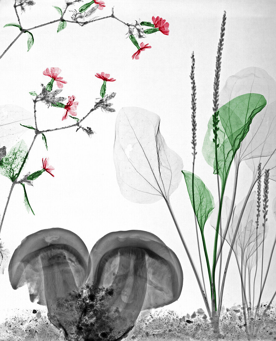 Mushrooms and plants, X-ray