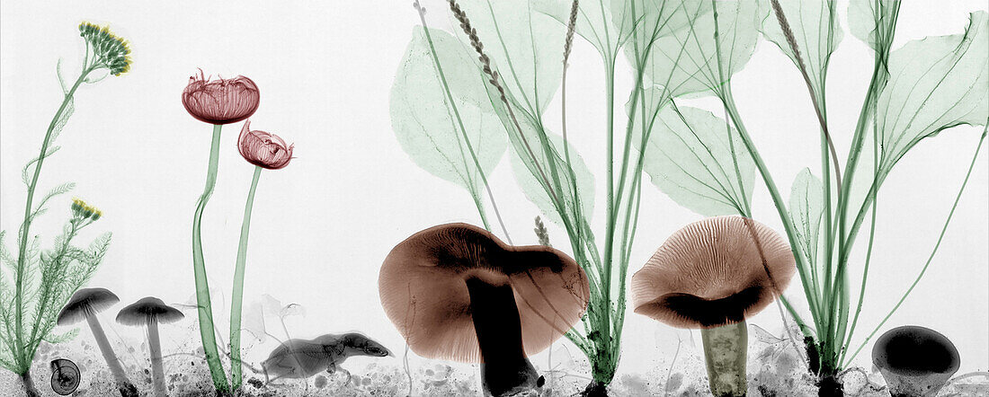 Shrew amongst mushrooms, X-ray