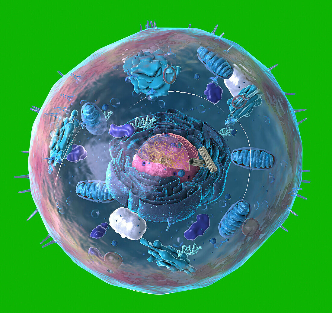 Animal cell structure, illustration