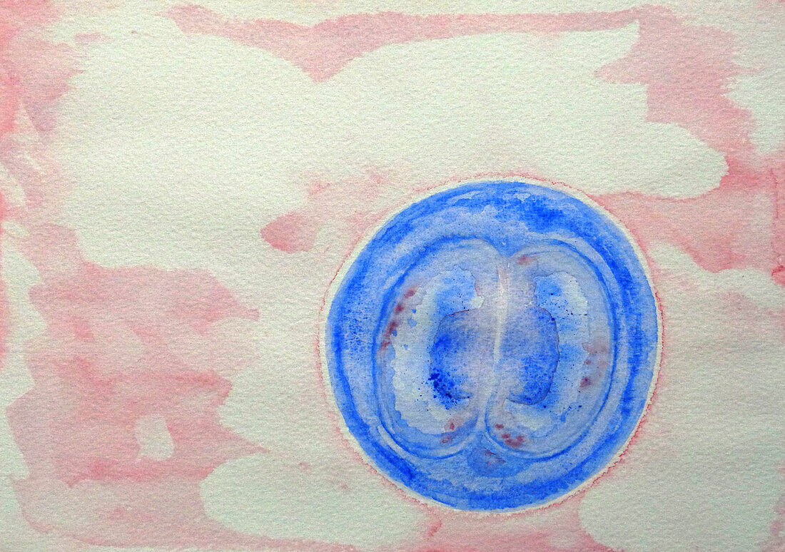 Fertilised egg cell dividing, illustration