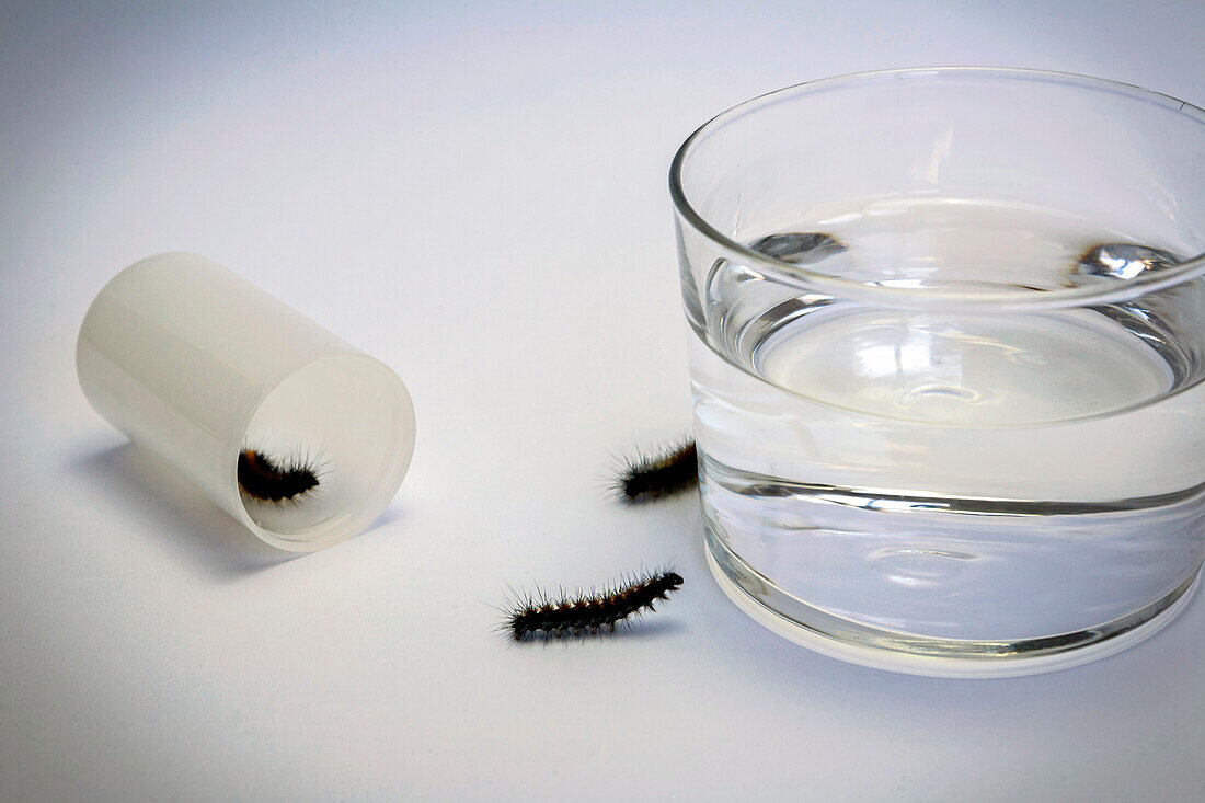 Caterpillars next to a glass of water