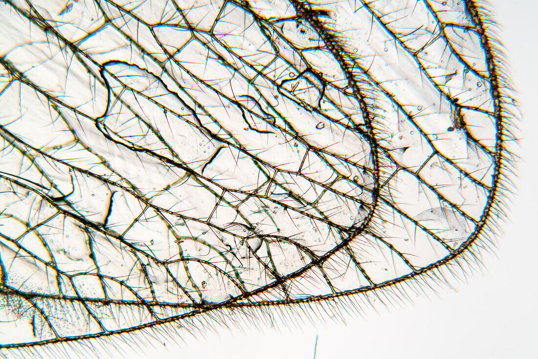 Insect wing, light micrograph