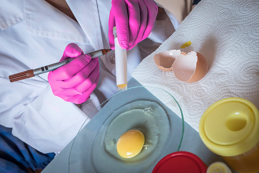 Scientist checking eggs for contamination, conceptual image