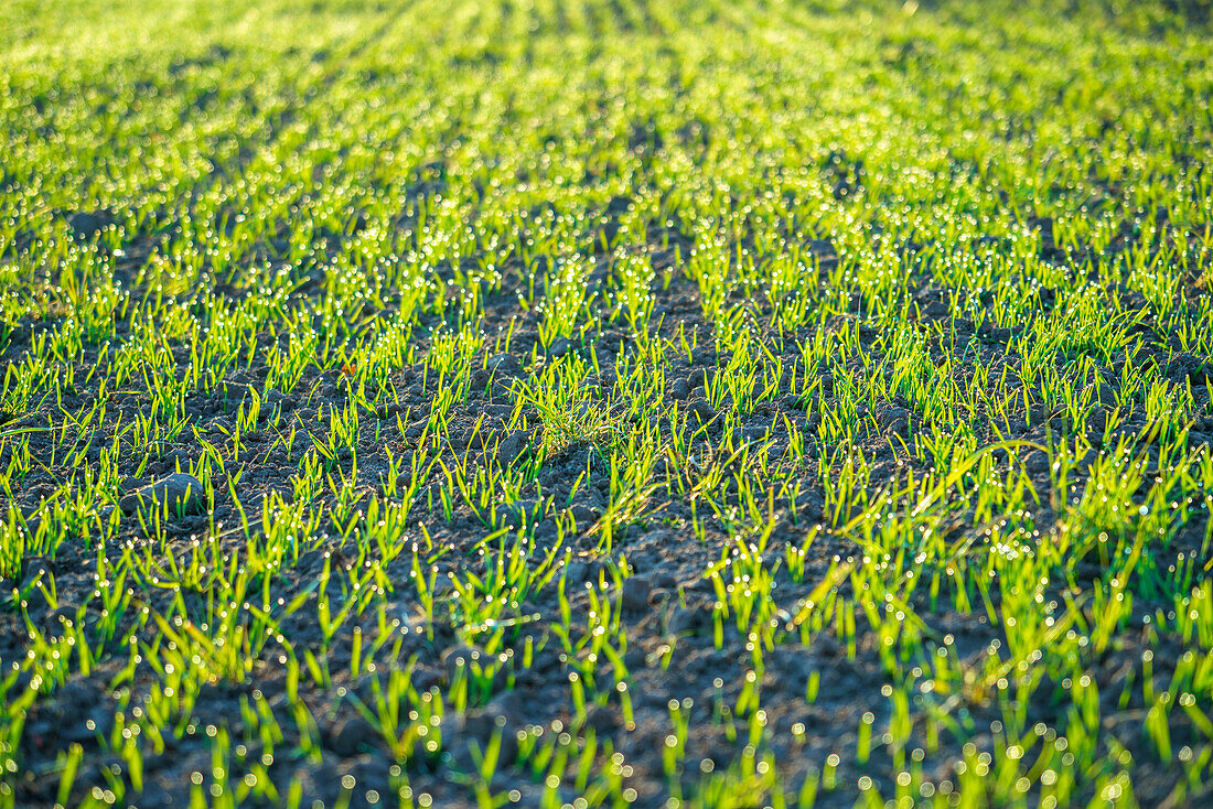 Field of oat seedlings