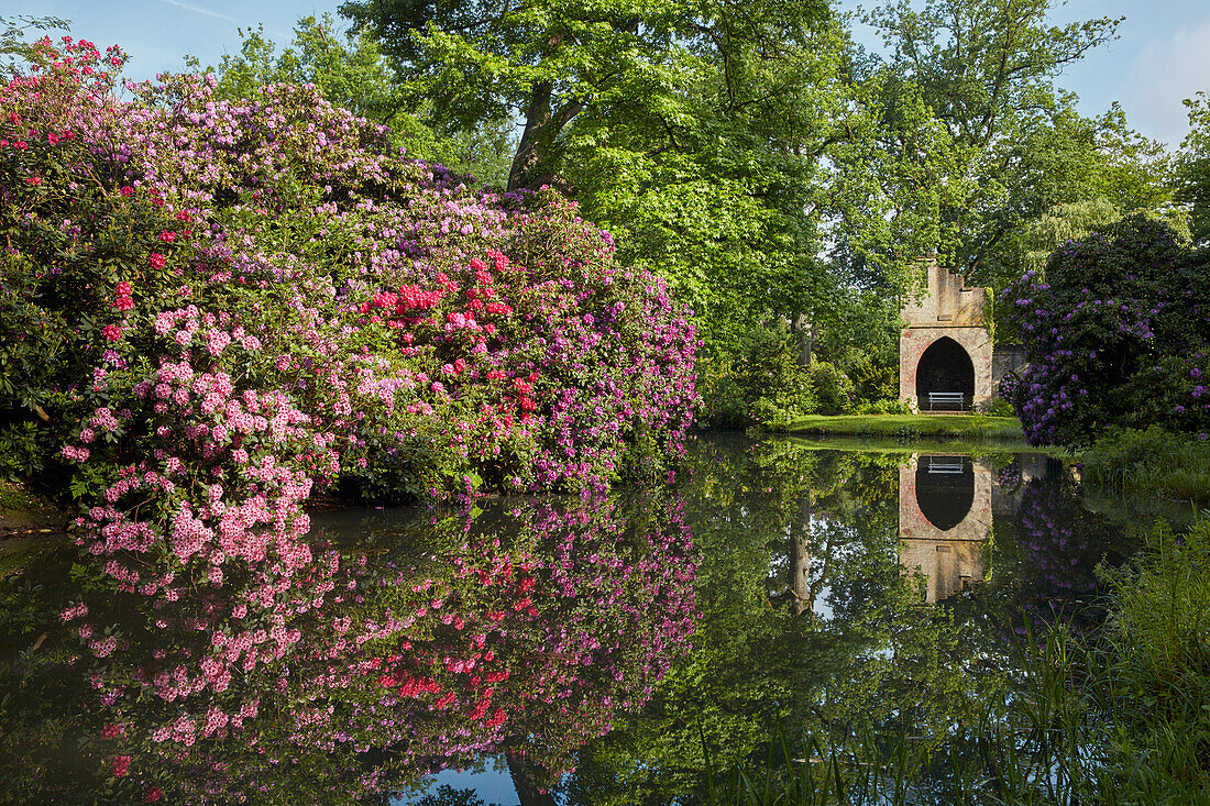 Rhododendron blossom in the garden extension in Soltau, Lower Saxony, Germany