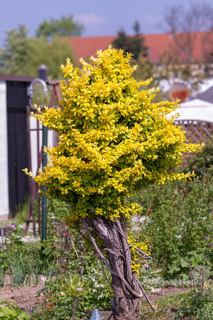Yellow-leaved boxwood (Buxus sempervirens) 'Lolia Maculata'