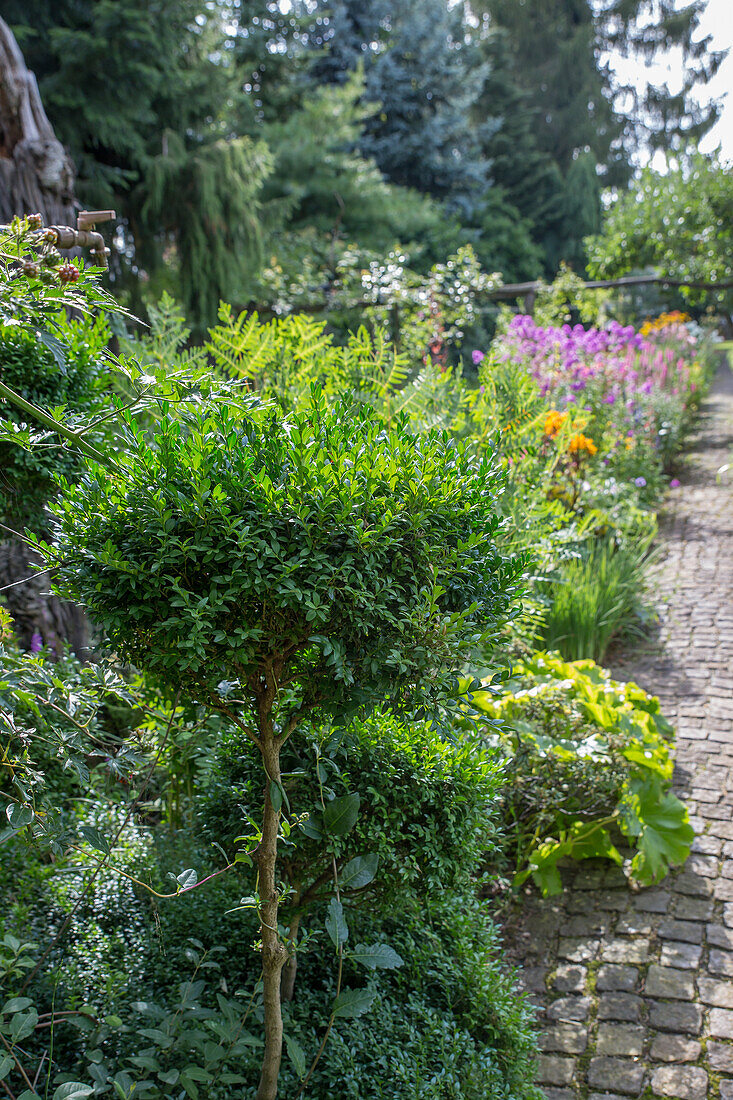 Box tree (Buxus sempervirens) as small tree