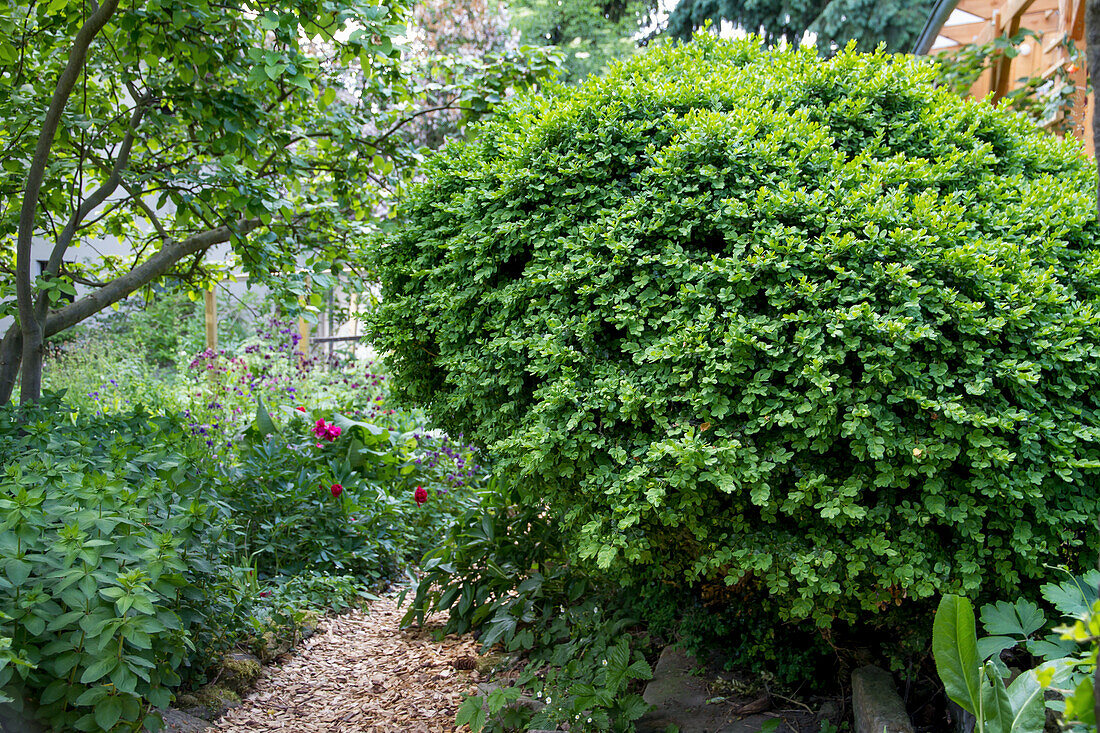 Boxwood (Buxus sempervirens) in the garden