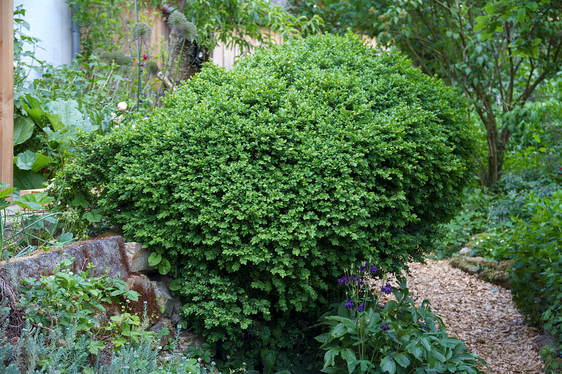 Boxwood (Buxus sempervirens) as topiary