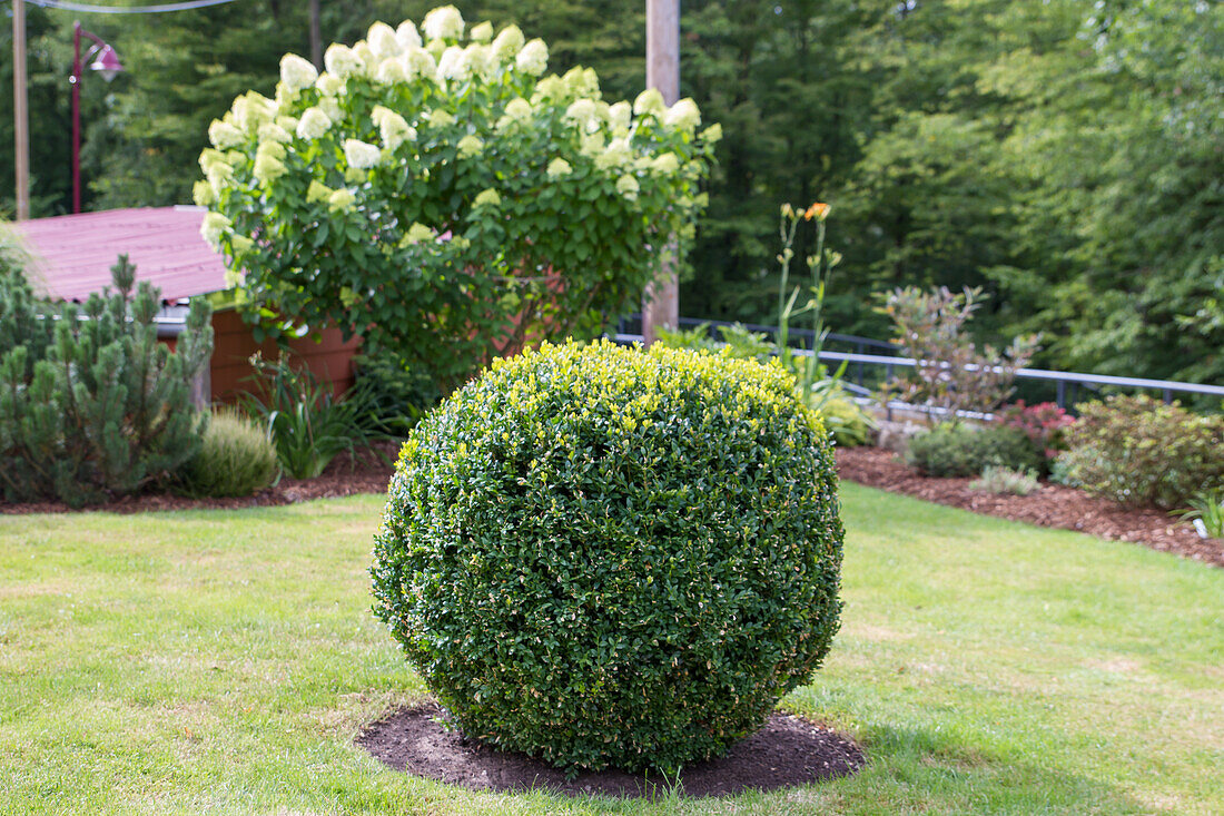 Boxwood in (Buxus sempervirens) spherical shape