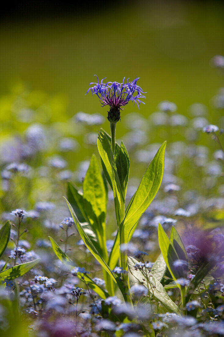 Blaue Berg-Flockenblume (Centaurea montana) zwischen Vergissmeinnicht (Myosotis)