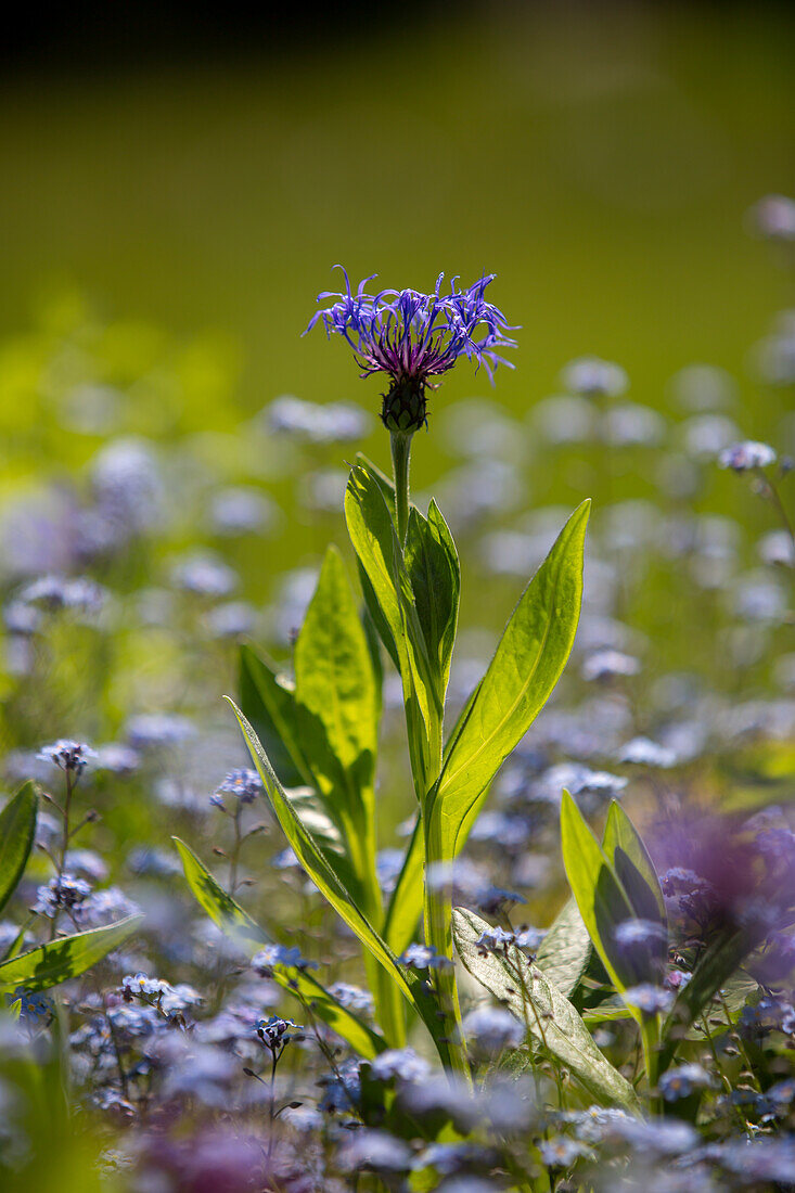 Blue mountain bluebell (Centaurea montana) between forget-me-nots (Myosotis)