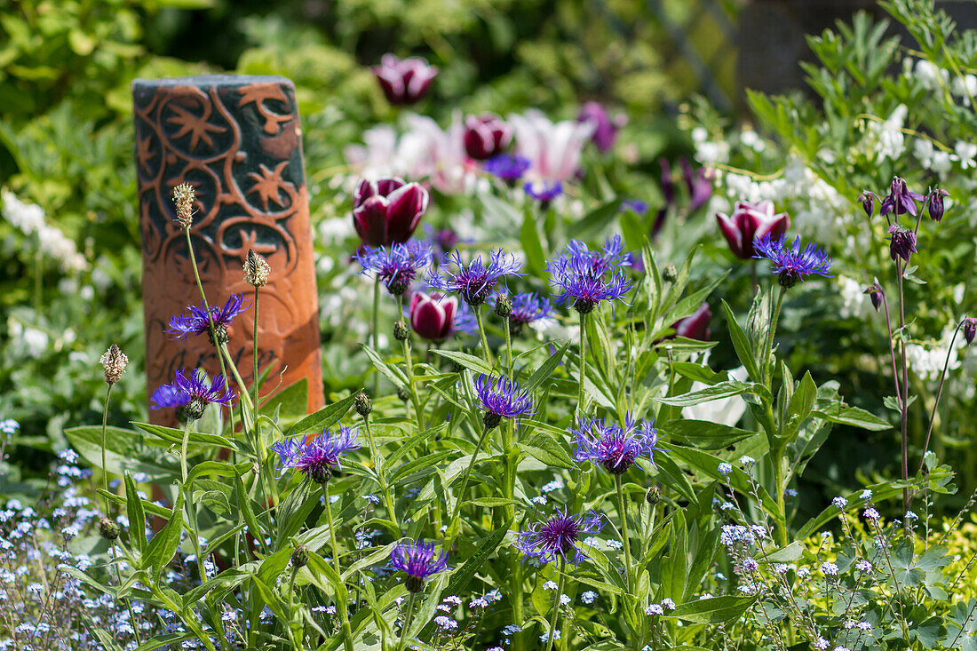 Mountain bluebell (Centaurea montana) with tulips (Tulipa) and garden decoration