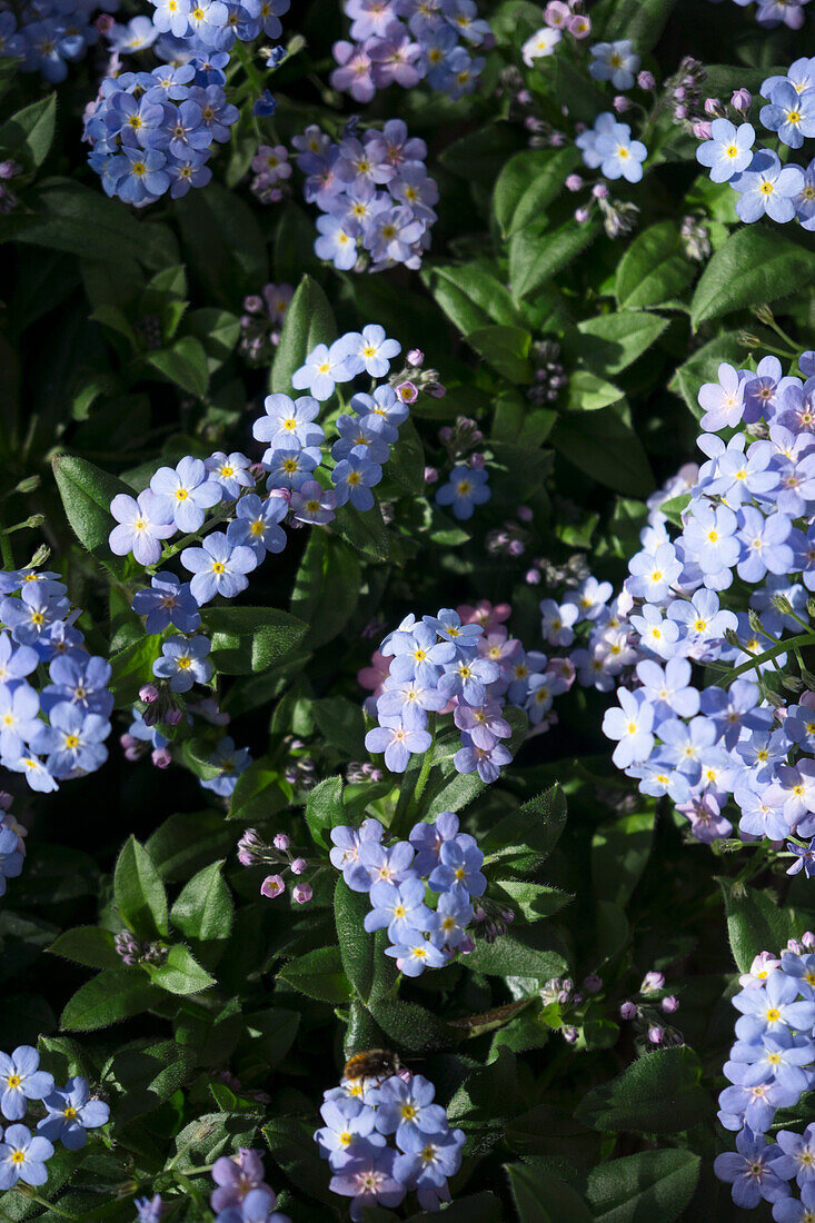 Forget me not (Myosotis) in a flower bed